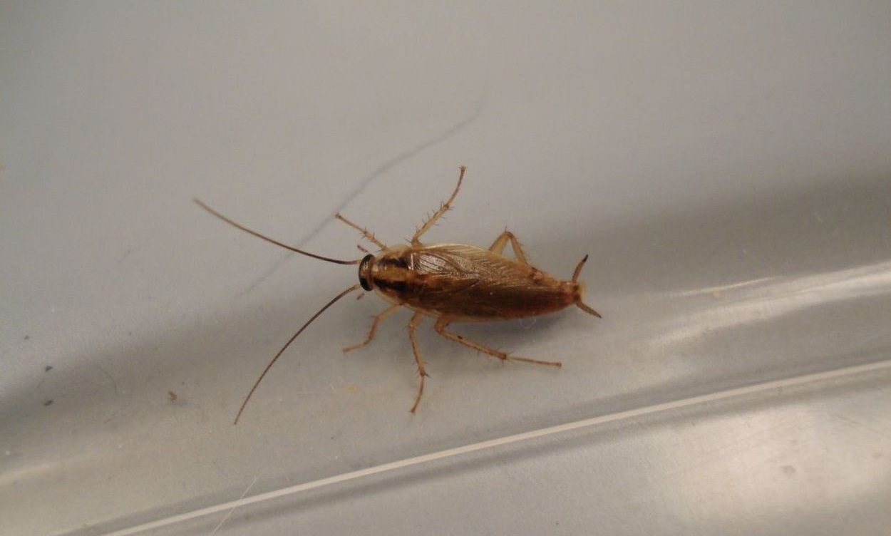 Тараканы В Квартире Фото Маленькие Как Выглядят