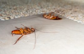 Уничтожение тараканов