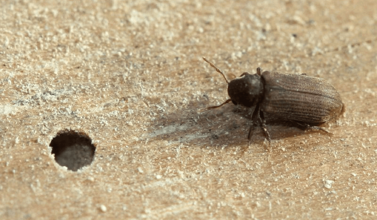 Как избавиться от жука-точильщика
